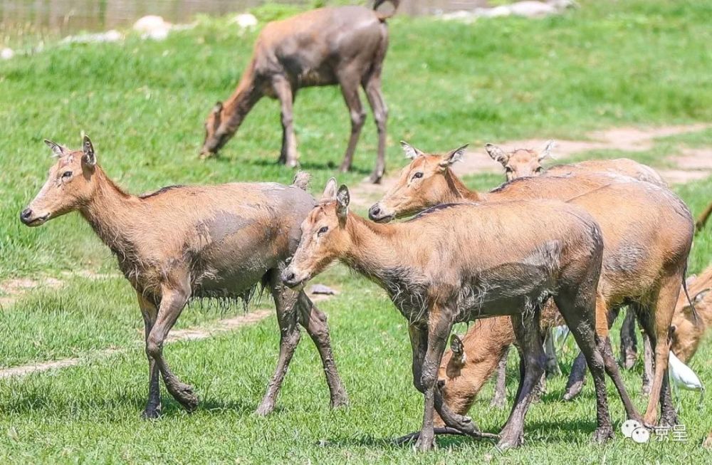 澳門四不像正版四不像網(wǎng),全局性策略實施協(xié)調(diào)_1440p42.43